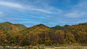 紅葉の見頃はいつ？おすすめ紅葉名所と紅葉の時期がずれ始めている原因とは